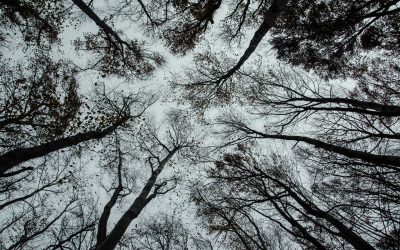 What is Lorem Ipsum?
